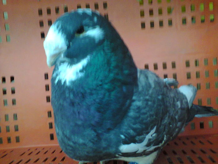 Fotografie0779 - Porumbei voiajori americani