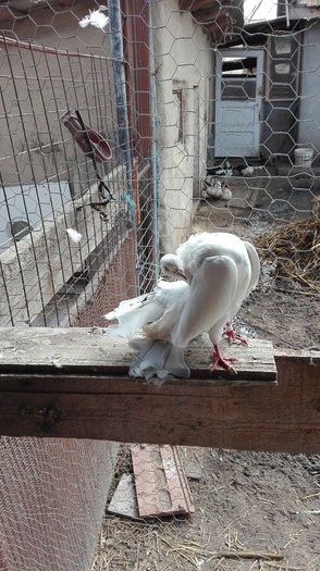 12380433_939931236122872_623545048_n - Porumbei 2016