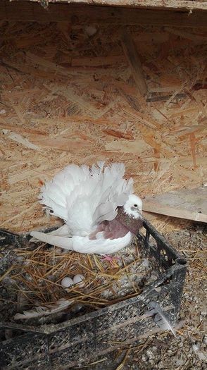 12516349_939931366122859_386783027_n