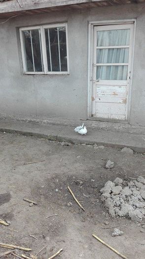 12674124_939931089456220_1418011107_n