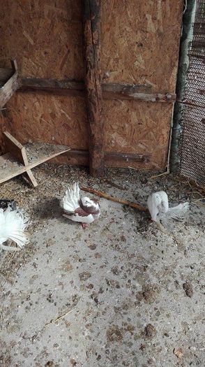 12721799_939931176122878_261679366_n