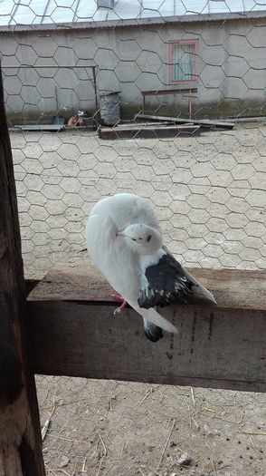 12721941_939931216122874_150277875_n