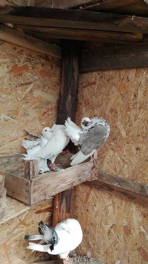 12722114_939931312789531_296117282_n