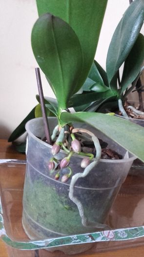 20160316_173839 - 2016