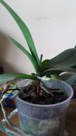 20160316_173845 - 2016