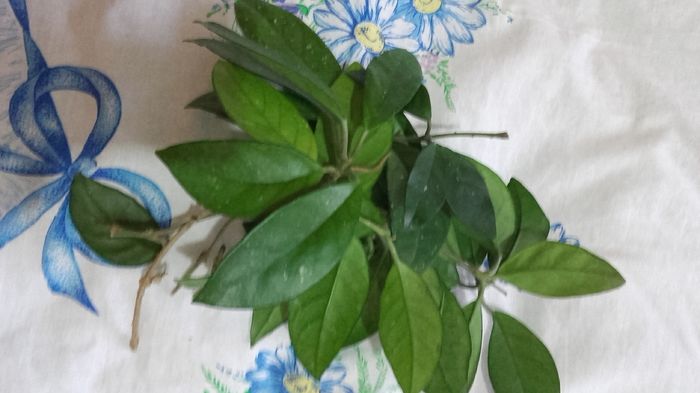 Lastari de Hoya - 2016