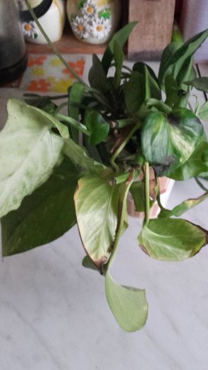 20160316_174936 - 2016