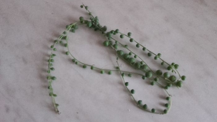 Senecio rowleyanus - 2016