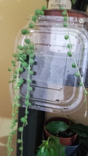 20160316_181027 - 2016