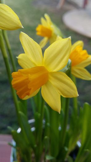 20160308_161513 - 1Gradina mea-2016