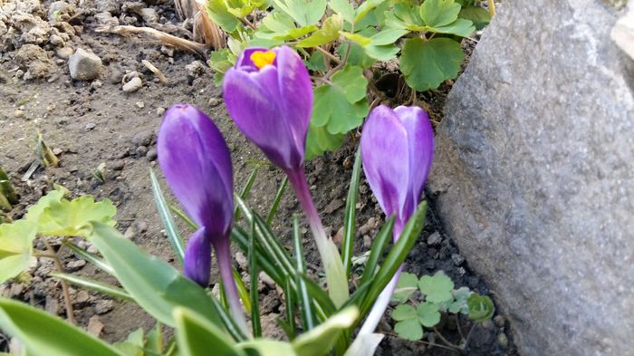 20160308_161547 - 1Gradina mea-2016