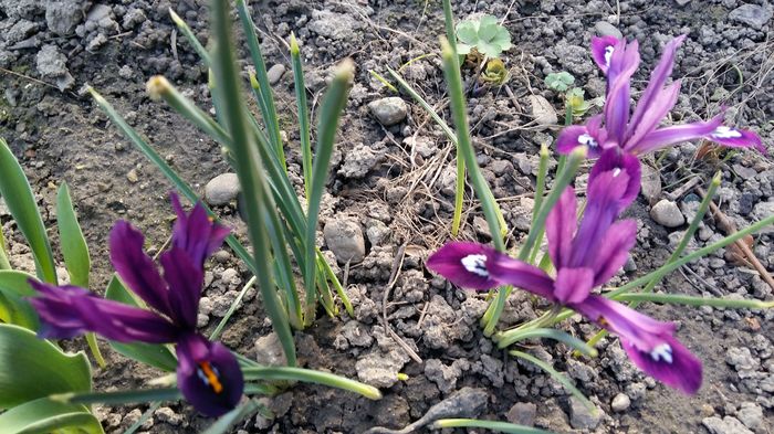 20160308_161632 - 1Gradina mea-2016