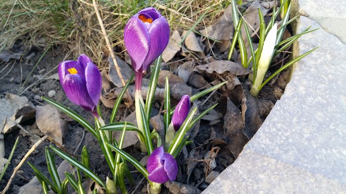 20160308_161741 - 1Gradina mea-2016