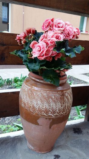 20160309_154532 - 1Gradina mea-2016