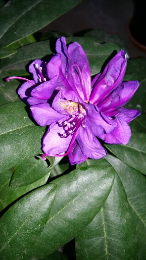 20160309_155844 - 1Gradina mea-2016