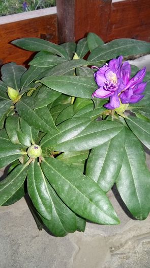 20160309_155910 - 1Gradina mea-2016