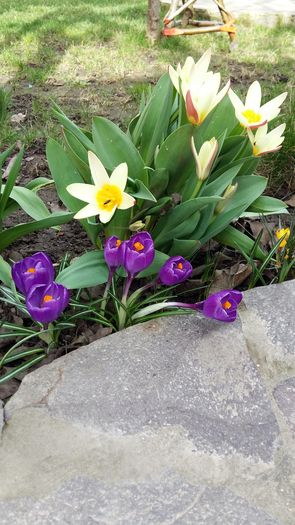 20160310_135941 - 1Gradina mea-2016