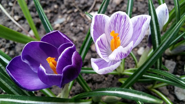 20160310_140050 - 1Gradina mea-2016