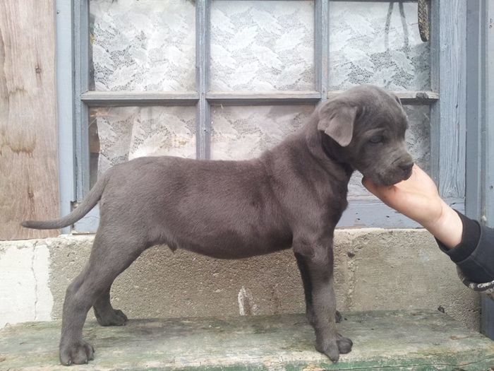 105571100_UJTCKCY3 - 7-Cane Corso