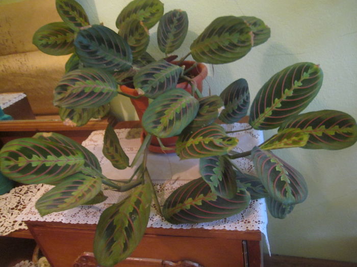 Maranta