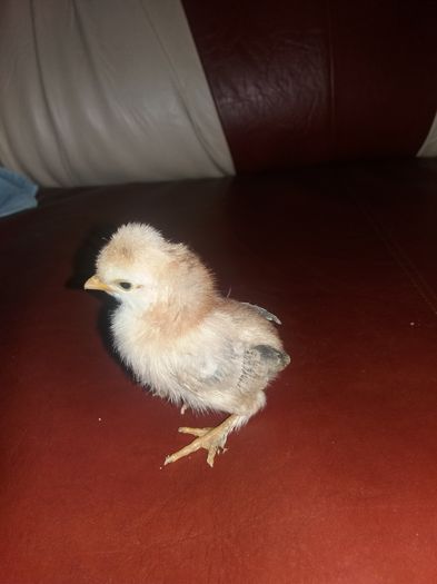 20160310_135723 - Pui pitica 2016-Am si de vanzare