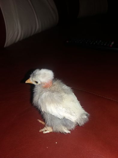 20160310_135305 - Pui pitica 2016-Am si de vanzare