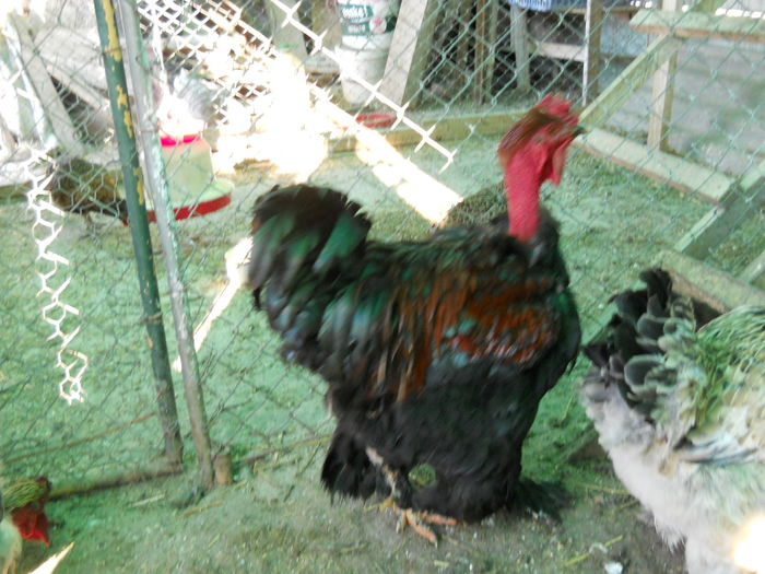 019 - animalele mele