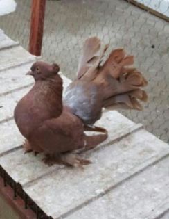 fem.2015Dnu.Nitu.Marius(cimpy)Loc.Caransebes .jud Caras-Severin - 8___-PERSOANE CU CARE AM COLABORAT- VANZARI