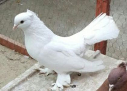 masc.2015 Dnu.Nitu Marius (cimpy) Loc.Caransebes.jud.Caras-Severin - 8___-PERSOANE CU CARE AM COLABORAT- VANZARI