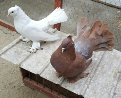 pereche.2015.Dnu.Nitu.Marius(cimpy)Loc.Caransebes.jud.Caras-Severin - 8___-PERSOANE CU CARE AM COLABORAT- VANZARI