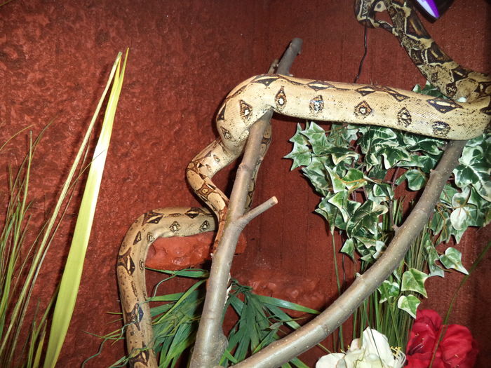  - Reptilele mele