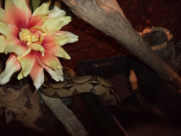  - Reptilele mele