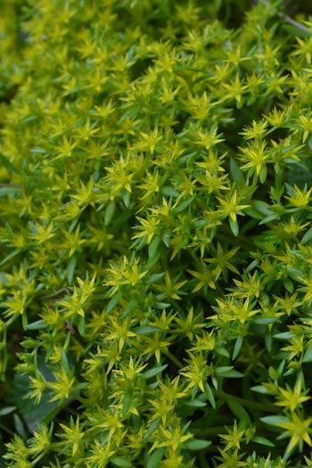 sedum lineare