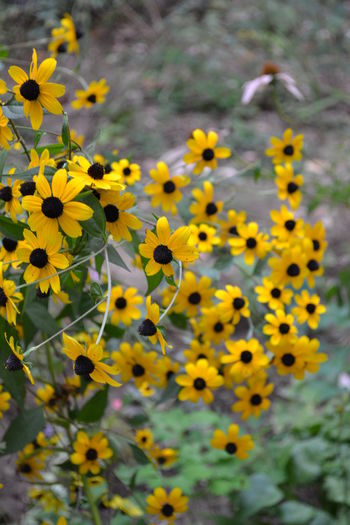 rudbeckia triloba - 4 lei