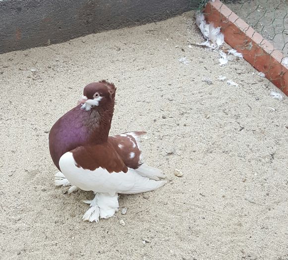 fem2015Madalinux.jud.Constanta - 8___-PERSOANE CU CARE AM COLABORAT- VANZARI