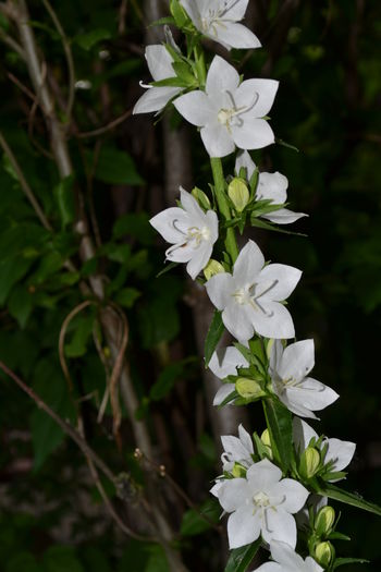 campanula latiloba - 8 lei tufa - Disponibile 2016