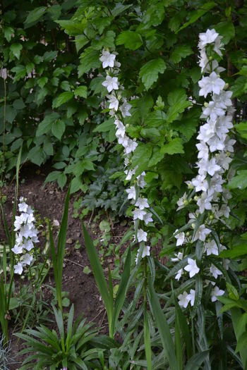 campanula latiloba