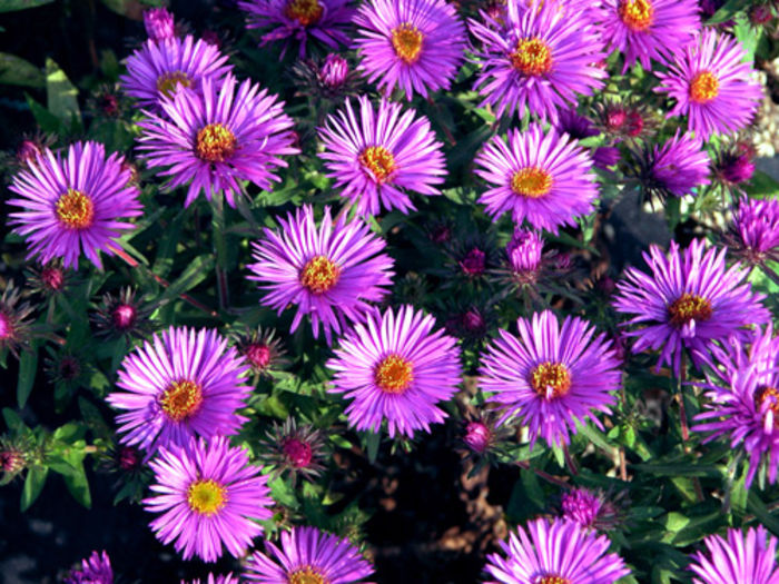 aster purple dome