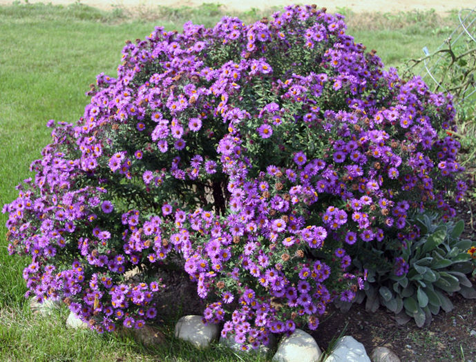 aster purple dome - 4 lei