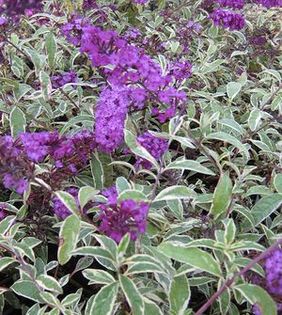 buddleja harlequin 25