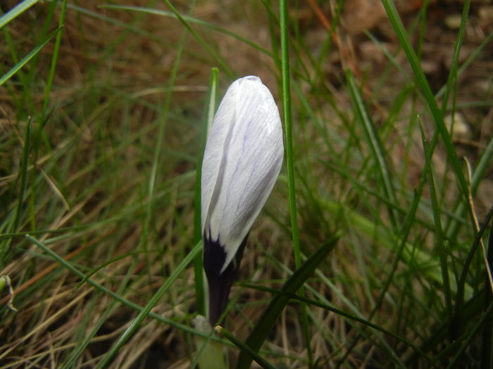 Crocus Pickwick (2016, March 03)