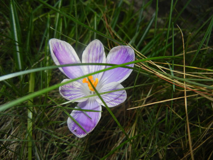 Crocus Pickwick (2016, March 06)