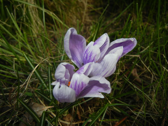 Crocus Pickwick (2016, March 08) - Crocus Pickwick