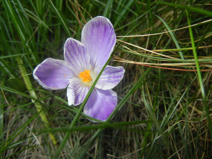 Crocus Pickwick (2016, March 08)