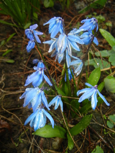 Scilla siberica (2016, March 09) - SCILLA Siberica_Siberian Squill