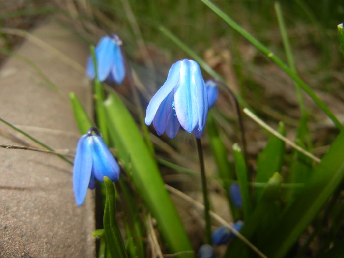 Scilla siberica (2016, March 13)