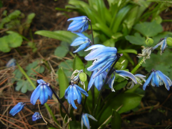 Scilla siberica (2016, March 13)