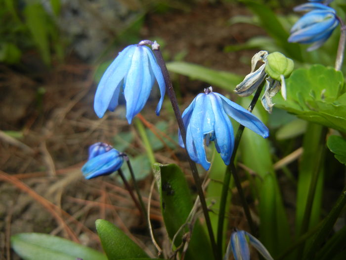 Scilla siberica (2016, March 15) - SCILLA Siberica_Siberian Squill