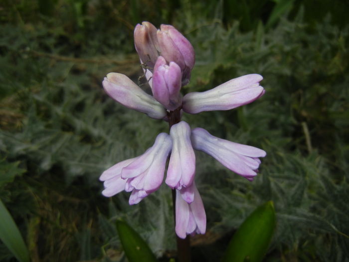 Hyacinth Splendid Cornelia (2016, Mar.13)