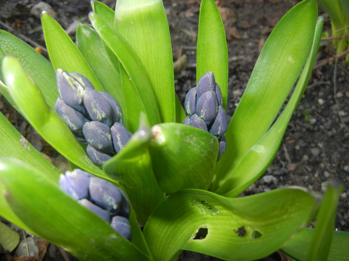 Hyacinth Delft Blue (2016, March 08)